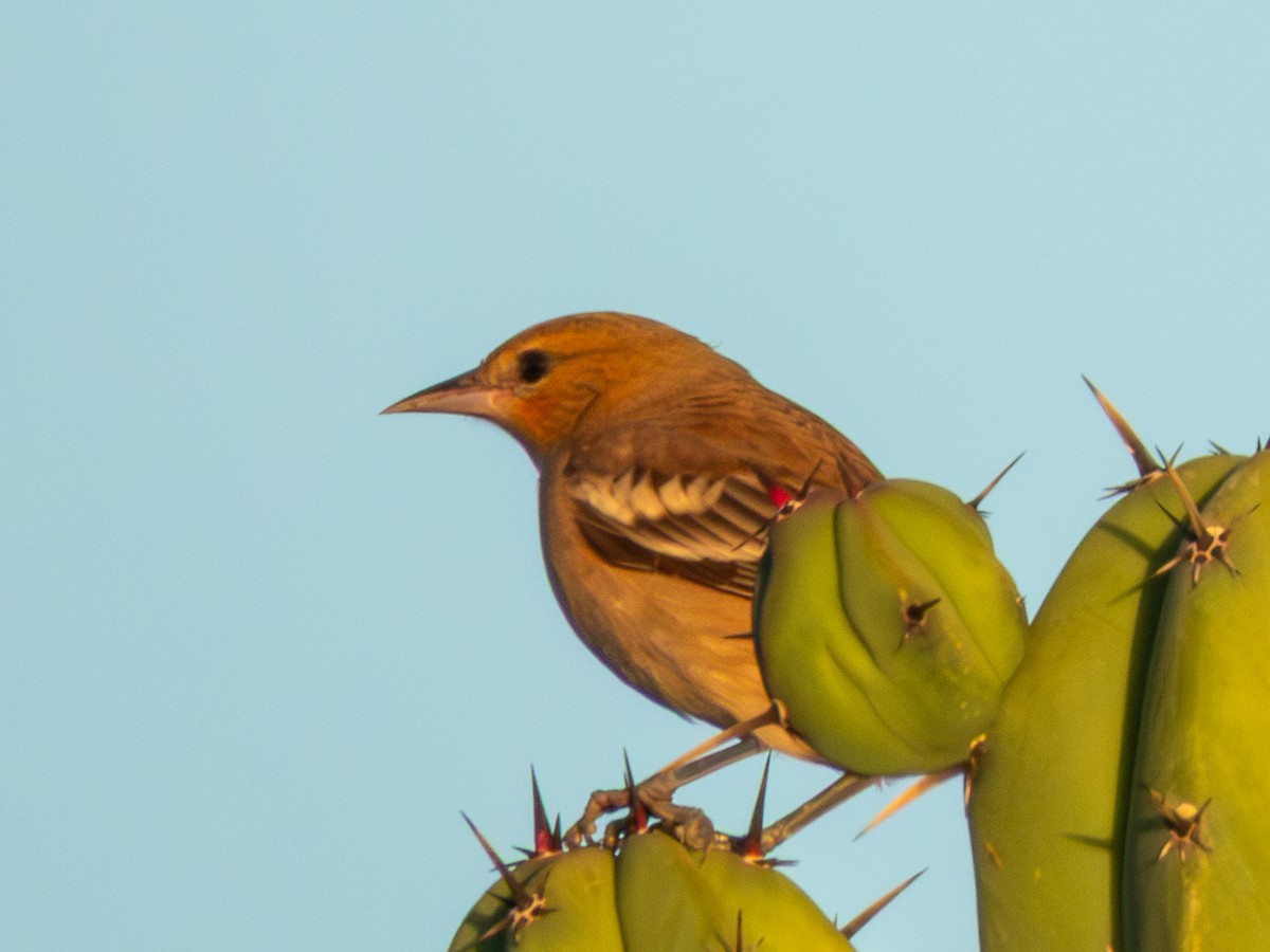 Bullock's Oriole - ML643805174