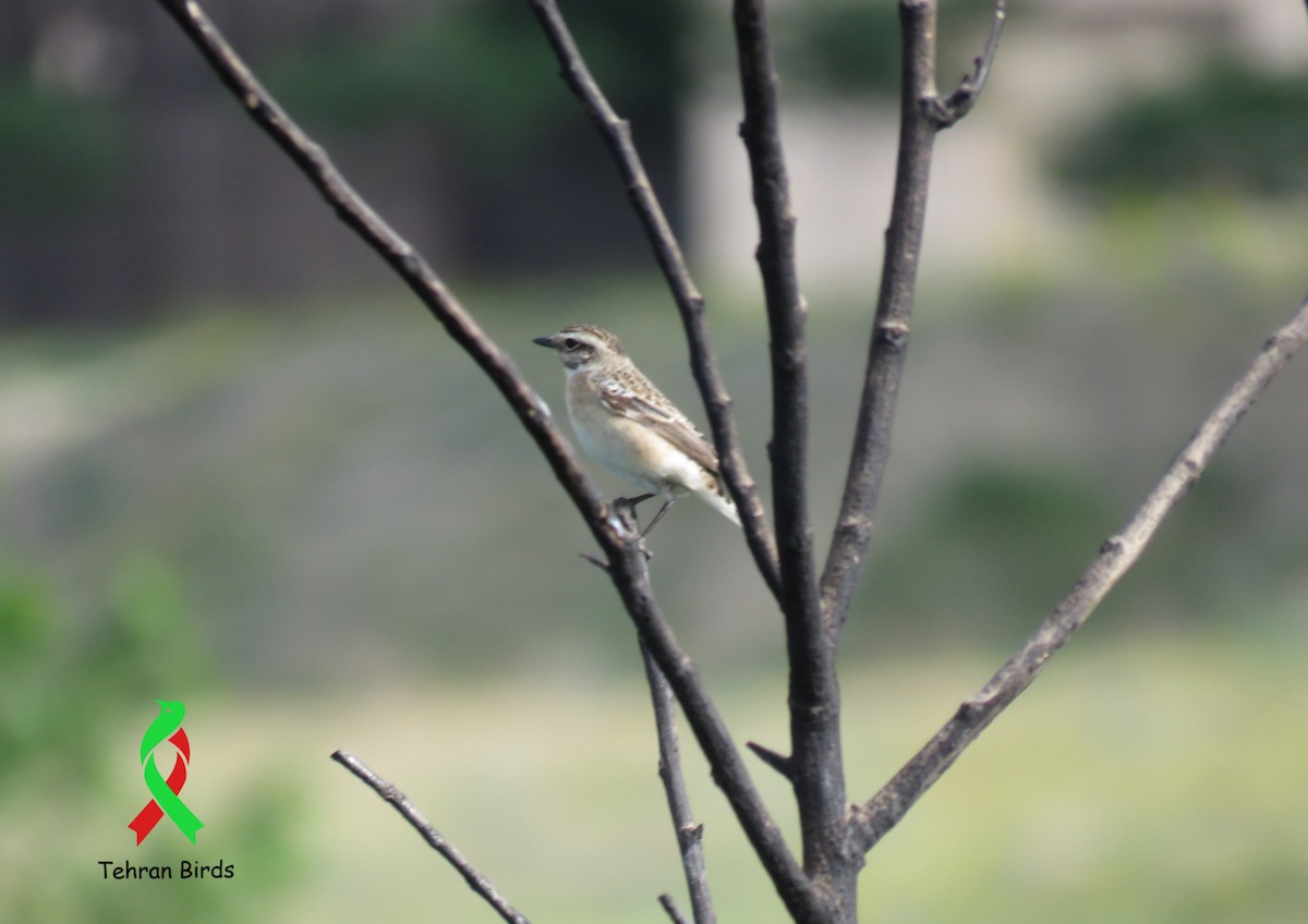 Whinchat - ML643805175
