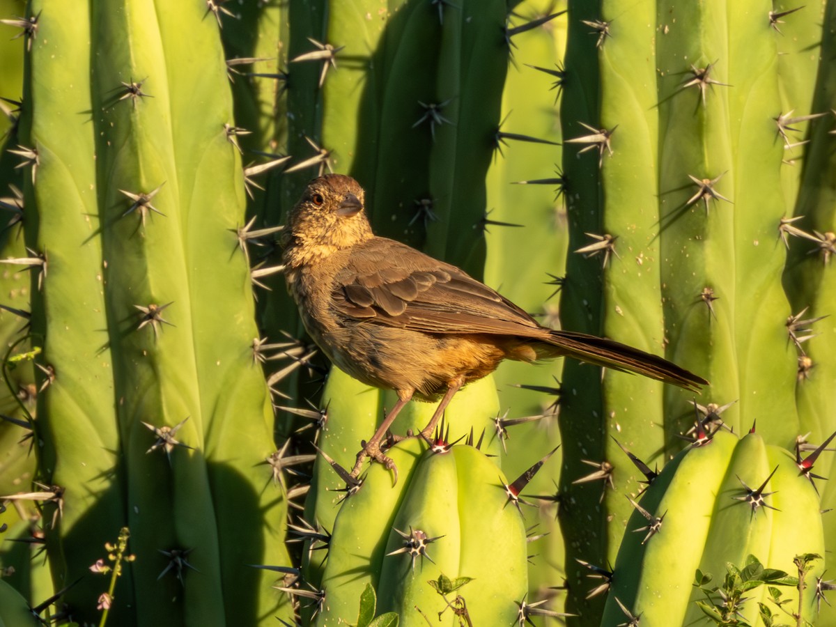 Canyon Towhee - ML643805179