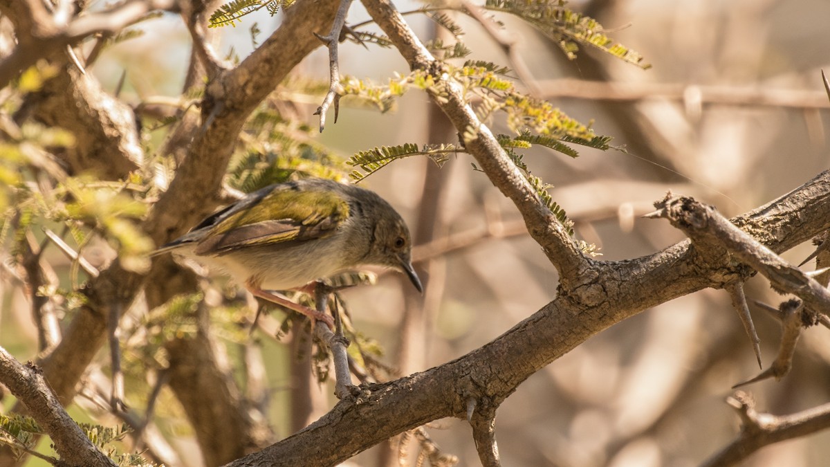 Green-backed Camaroptera - ML643805180