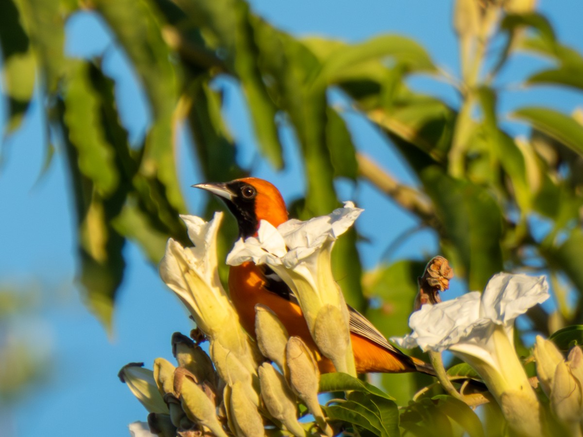 Hooded Oriole - ML643805181