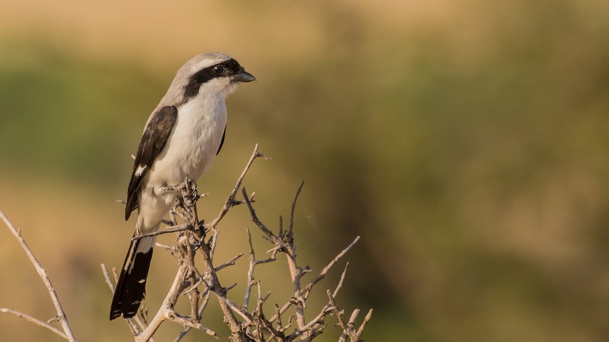 Gray-backed Fiscal - ML643805183