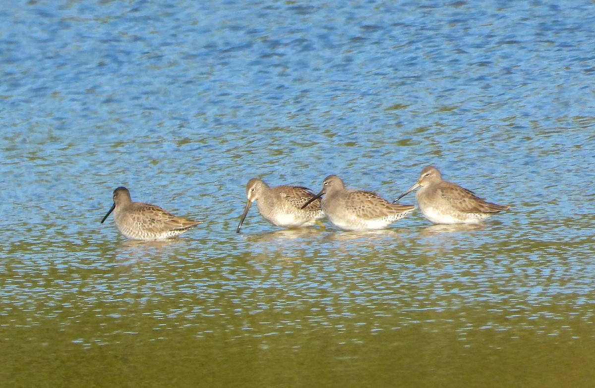 Long-billed Dowitcher - ML643805184