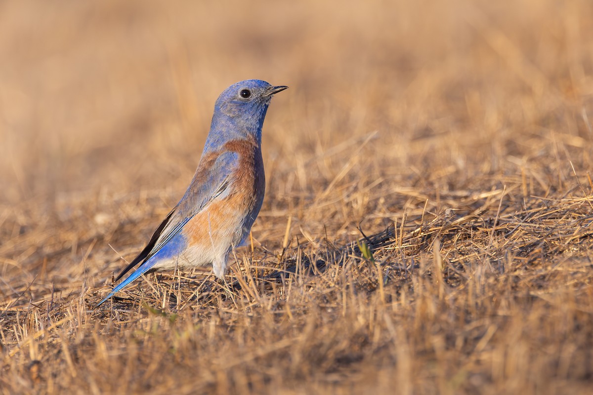 Western Bluebird - ML643805187