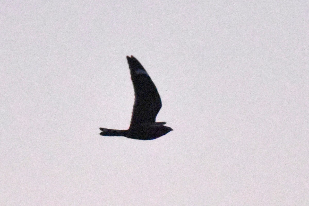 Lesser Nighthawk - ML643805188