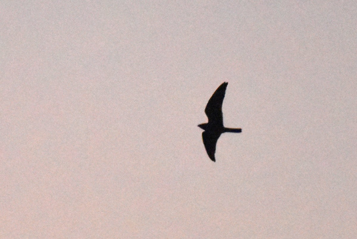 Lesser Nighthawk - ML643805189