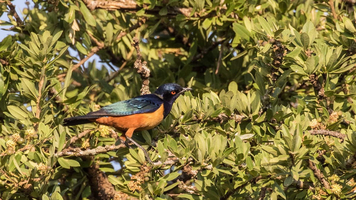 Hildebrandt's Starling - ML643805190