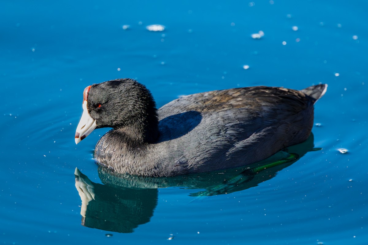 American Coot - ML643805191