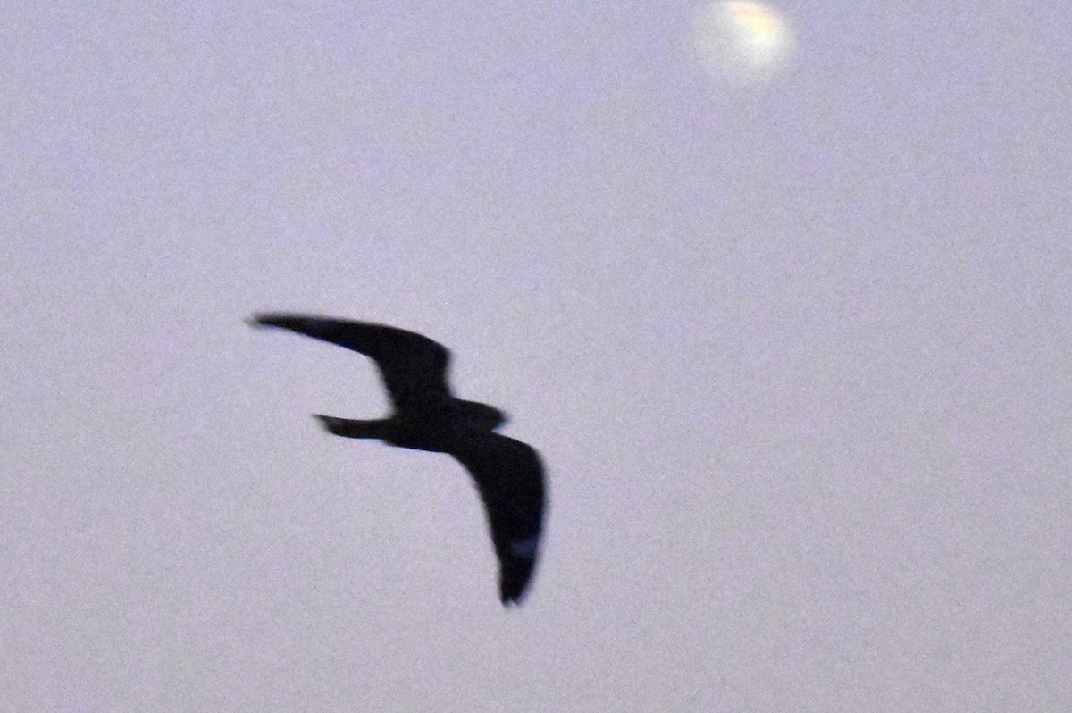 Lesser Nighthawk - ML643805192