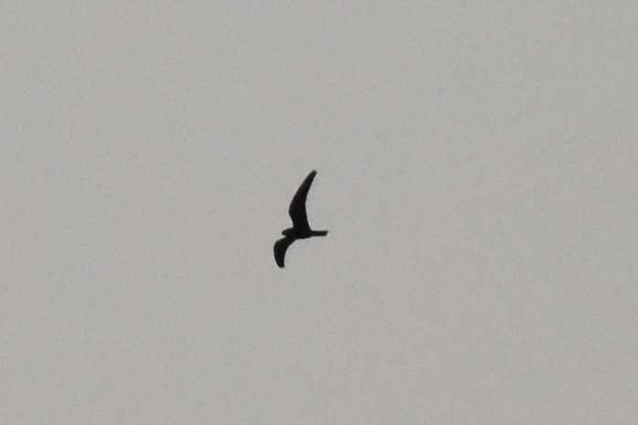 Lesser Nighthawk - ML643805193