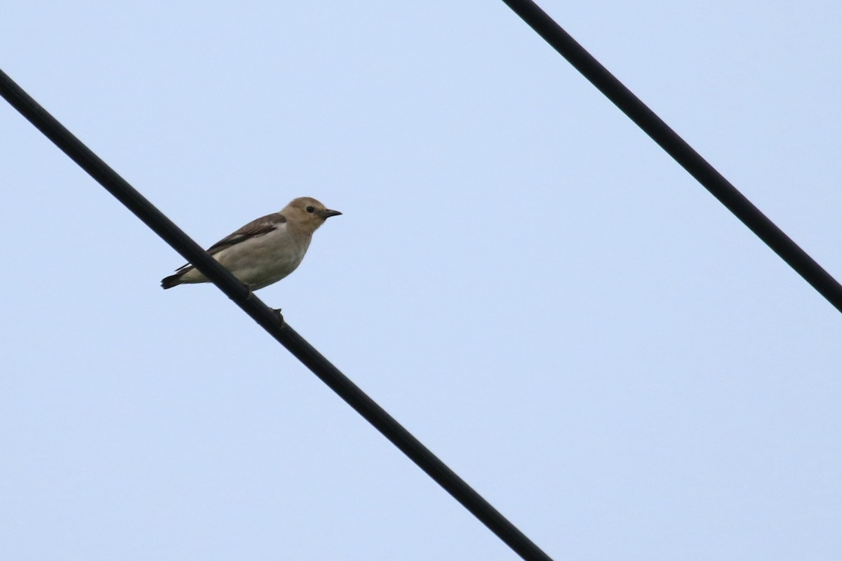 Chestnut-cheeked Starling - ML643805198