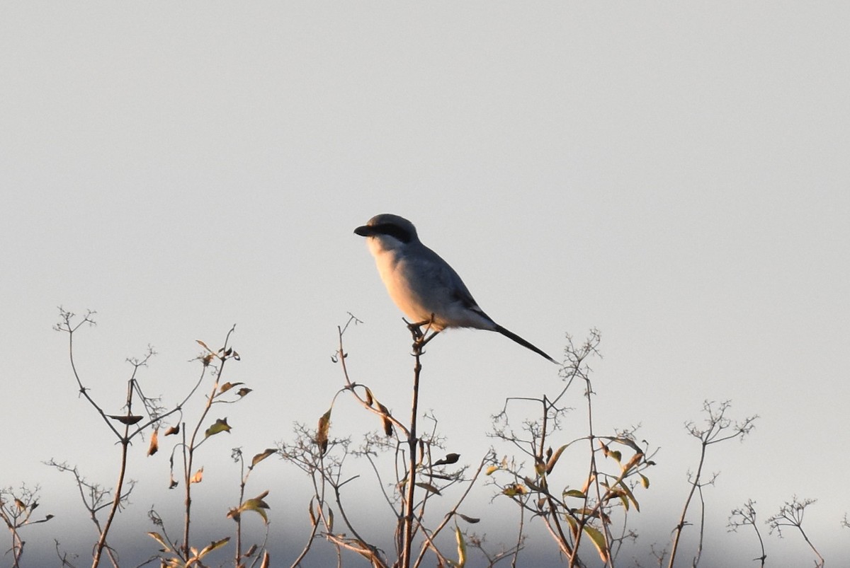 Loggerhead Shrike - ML643805199