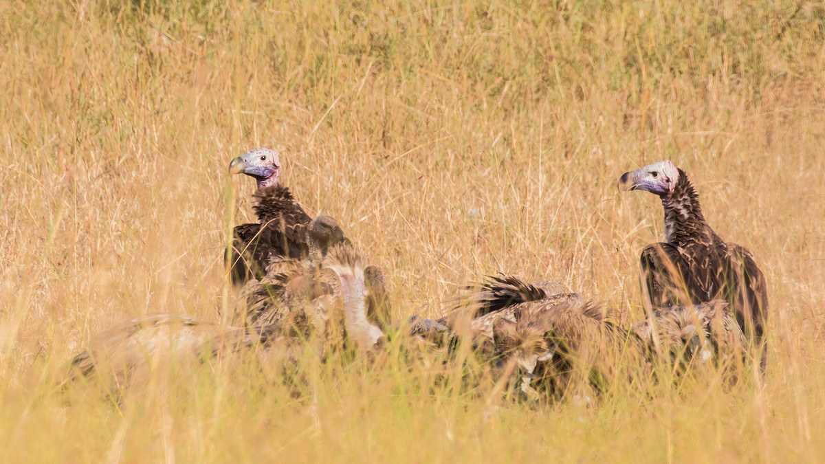 Lappet-faced Vulture - ML643805200