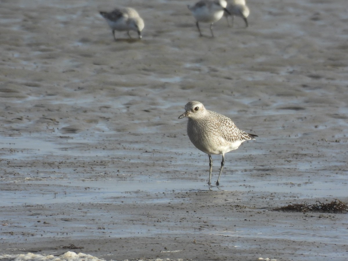 Black-bellied Plover - ML643805201