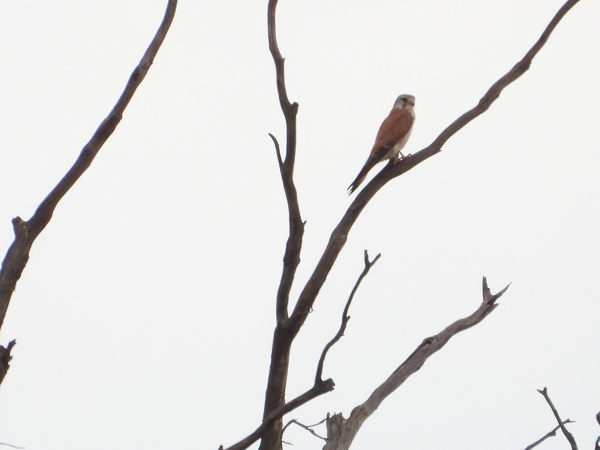 Nankeen Kestrel - ML643805202
