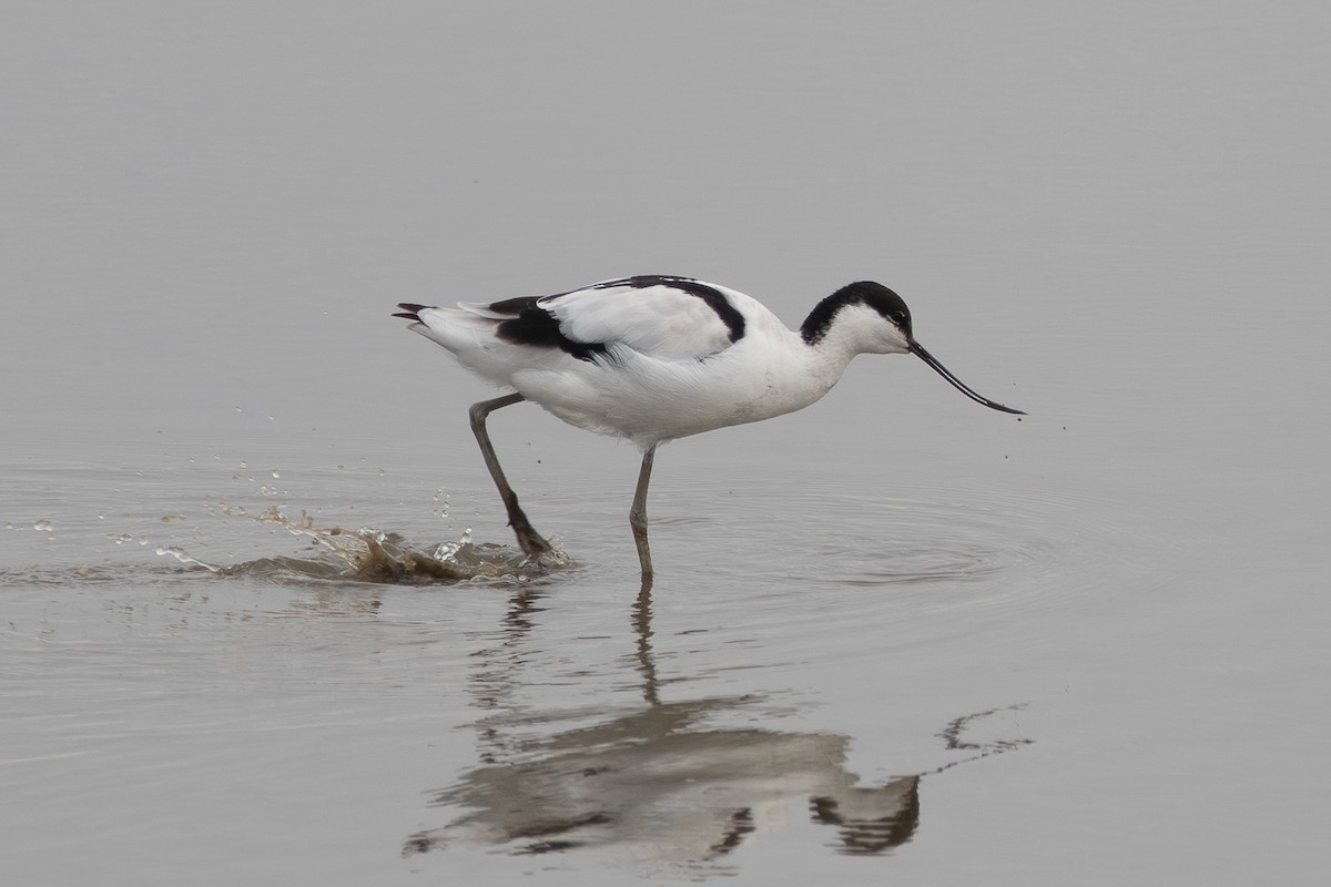 Pied Avocet - ML643805203