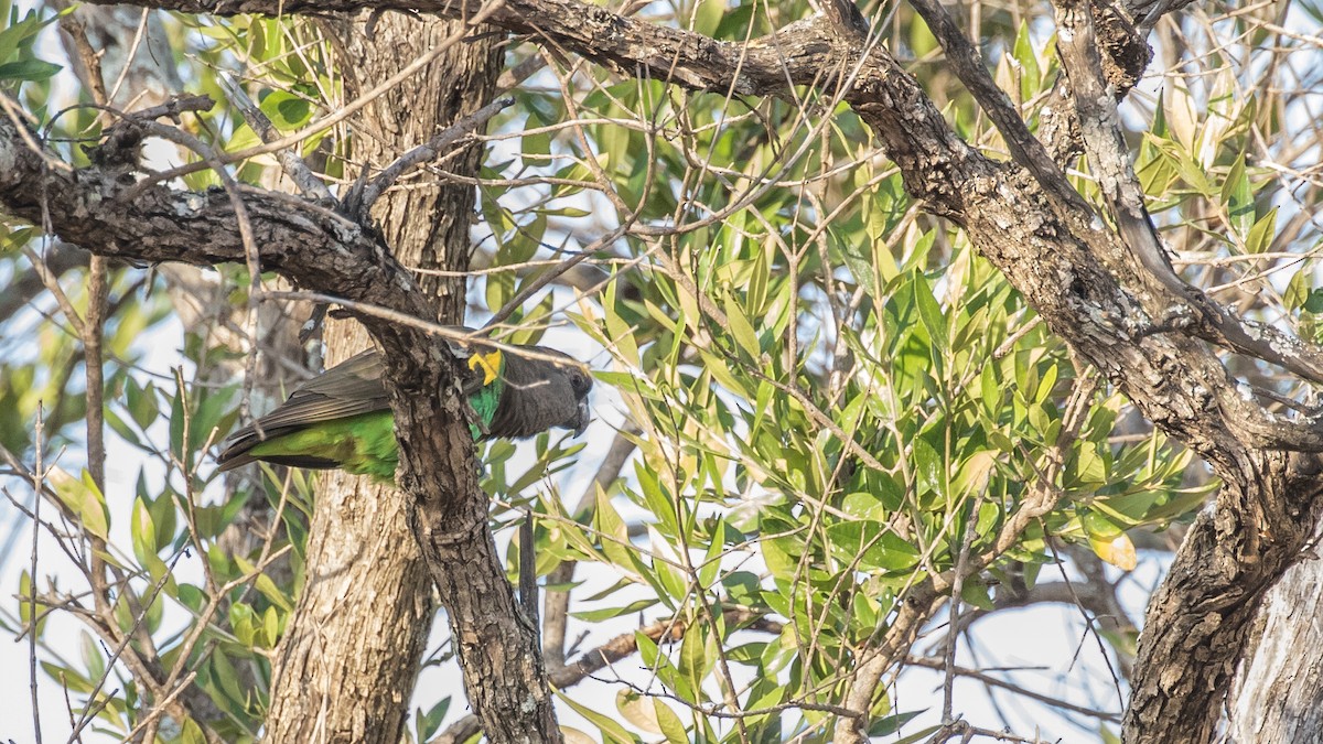 Meyer's Parrot - ML643805204