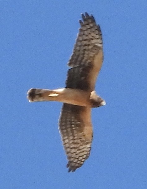 Northern Harrier - ML643805207