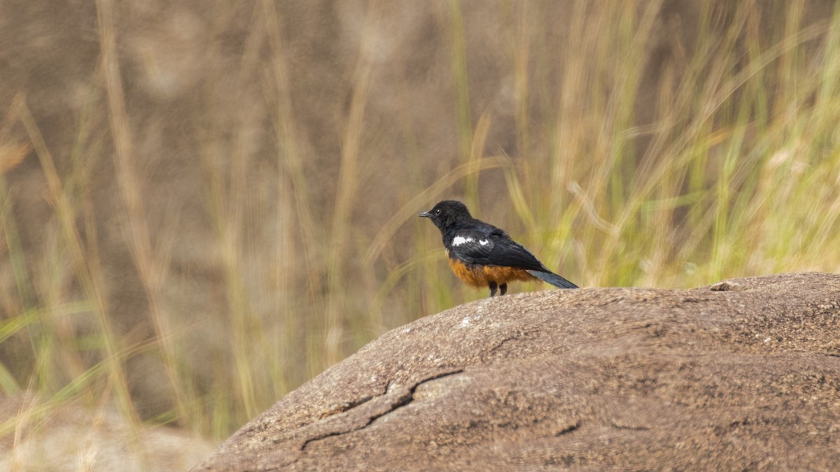 Mocking Cliff-Chat - ML643805208