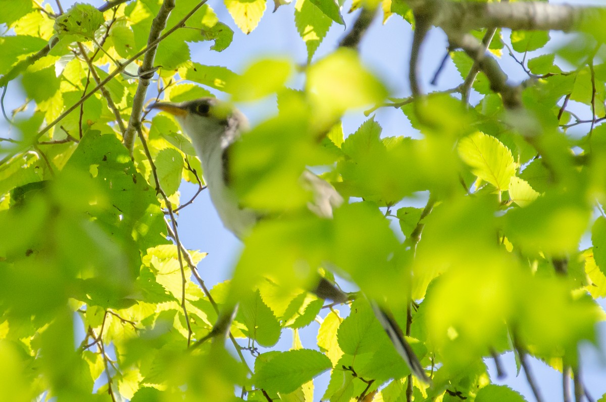 Yellow-billed Cuckoo - ML643805209
