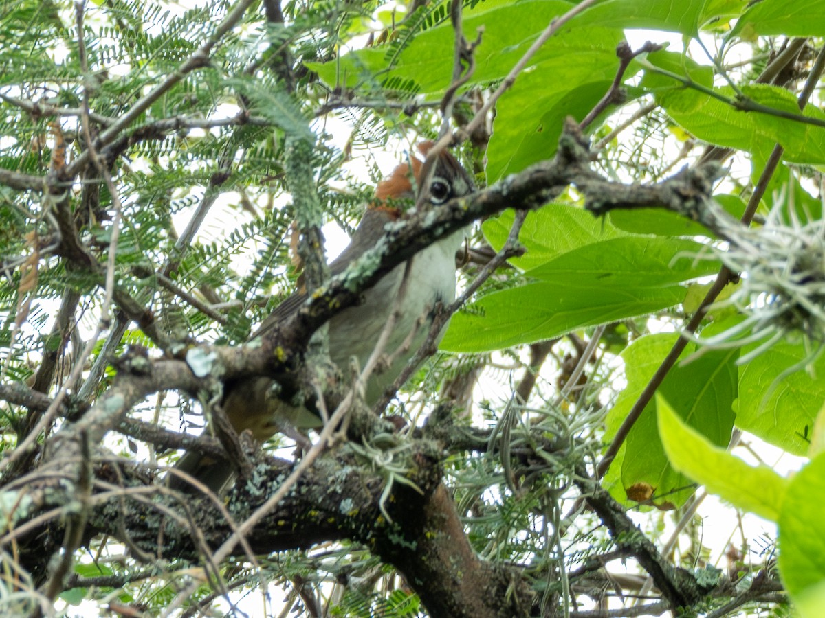 Kızıl Tepeli Yer Serçesi - ML643805214