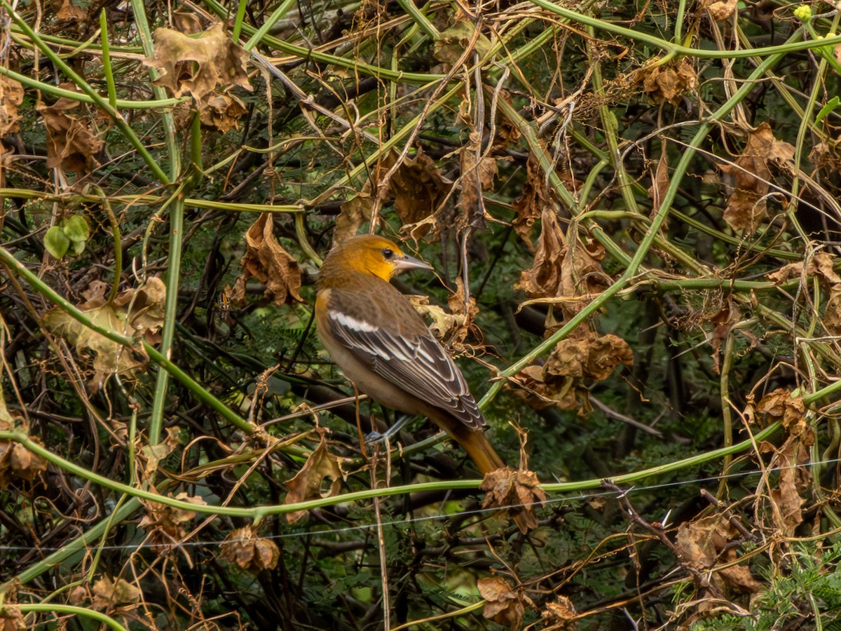 Bullock's Oriole - ML643805219