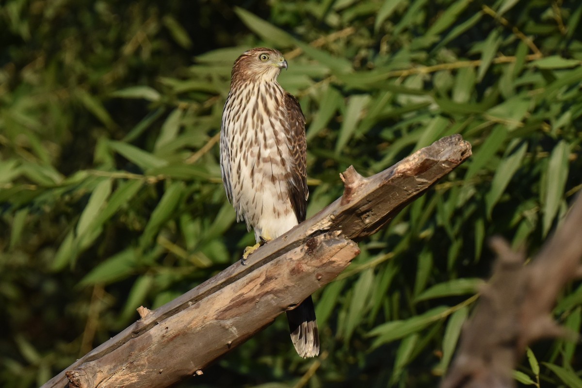 Cooper's Hawk - ML643805231