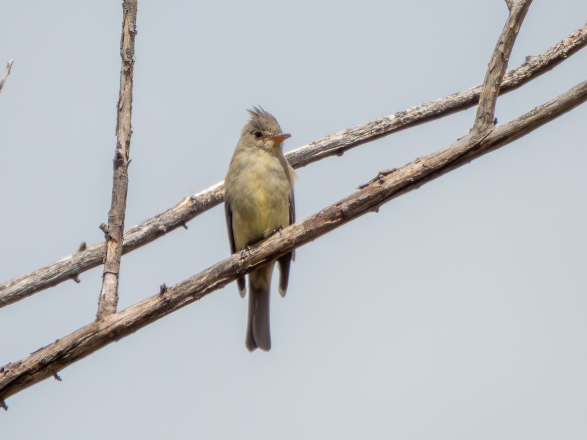 Greater Pewee - ML643805244