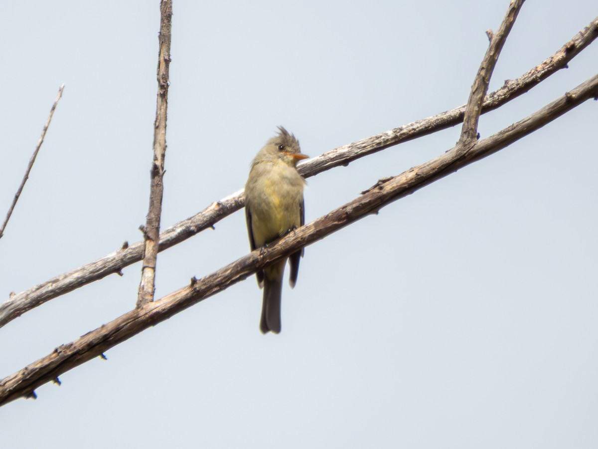 Greater Pewee - ML643805245