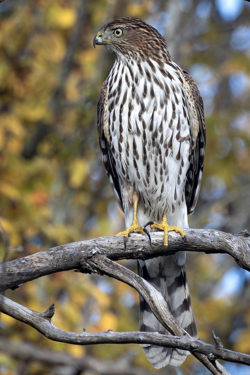 Cooper's Hawk - ML643805265