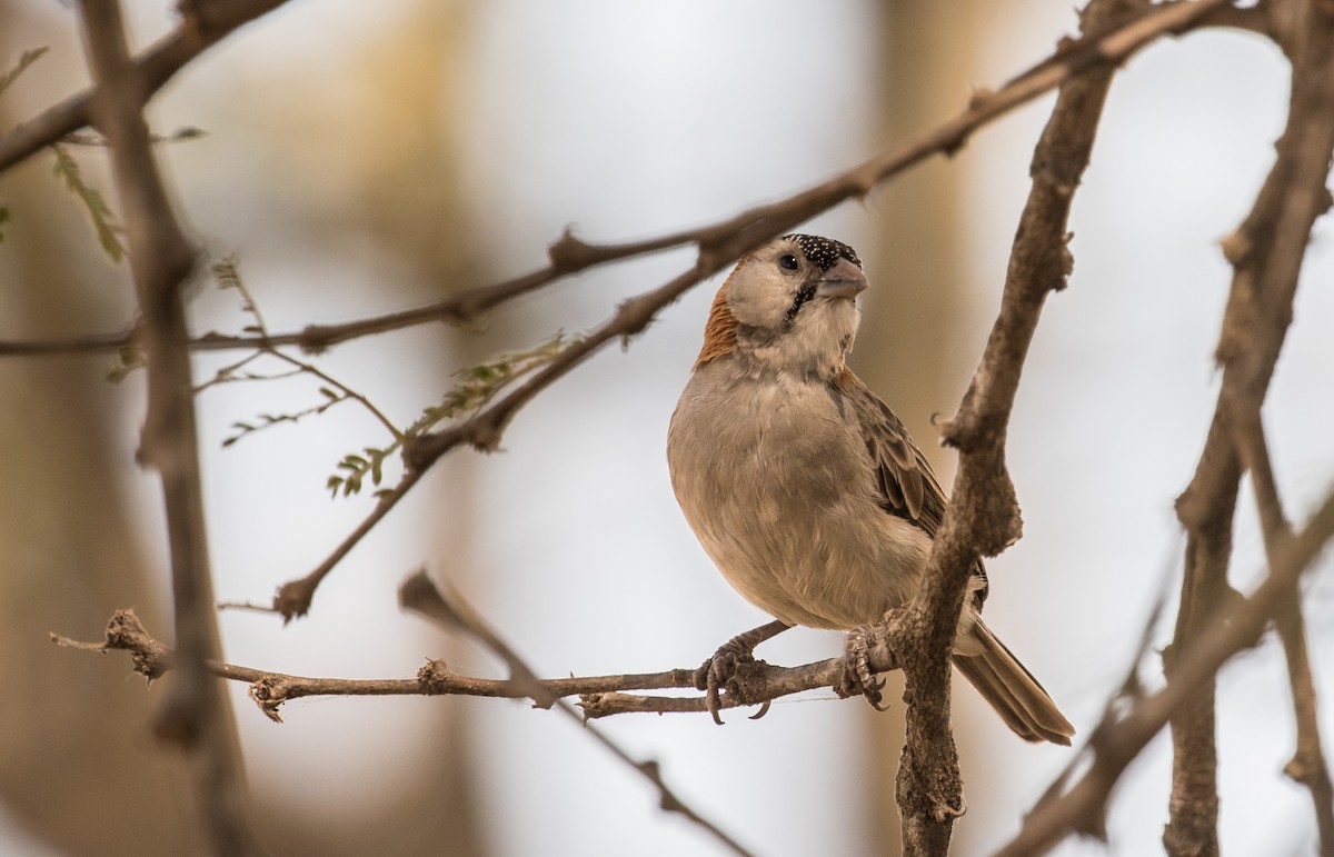 Speckle-fronted Weaver - ML643805271