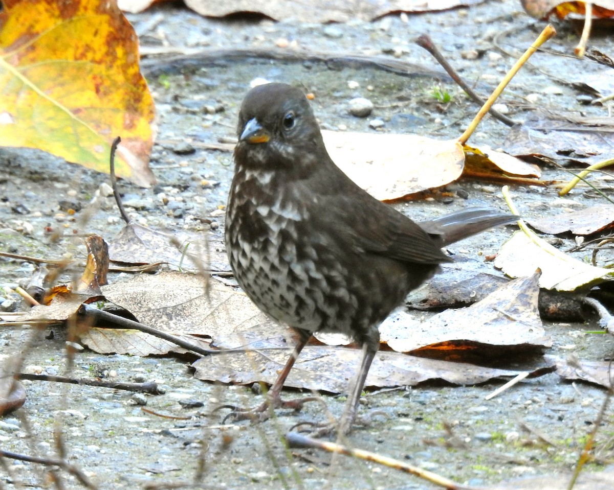 Fox Sparrow - ML643805272
