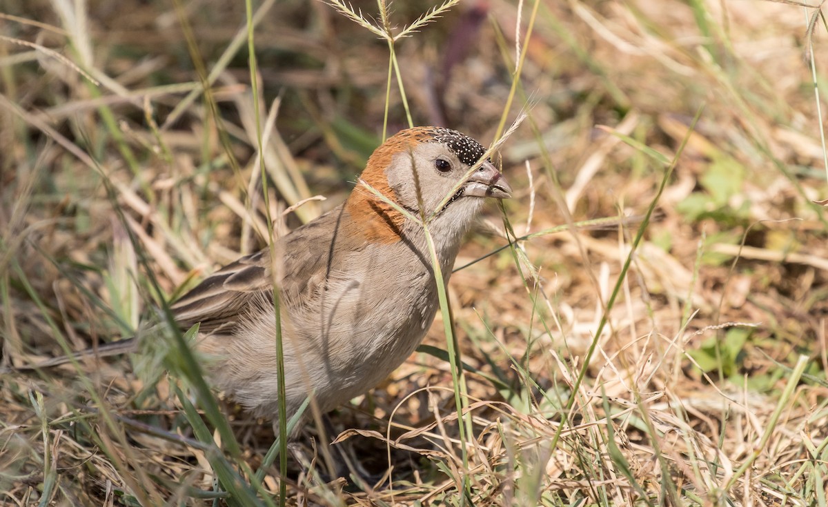 Speckle-fronted Weaver - ML643805273