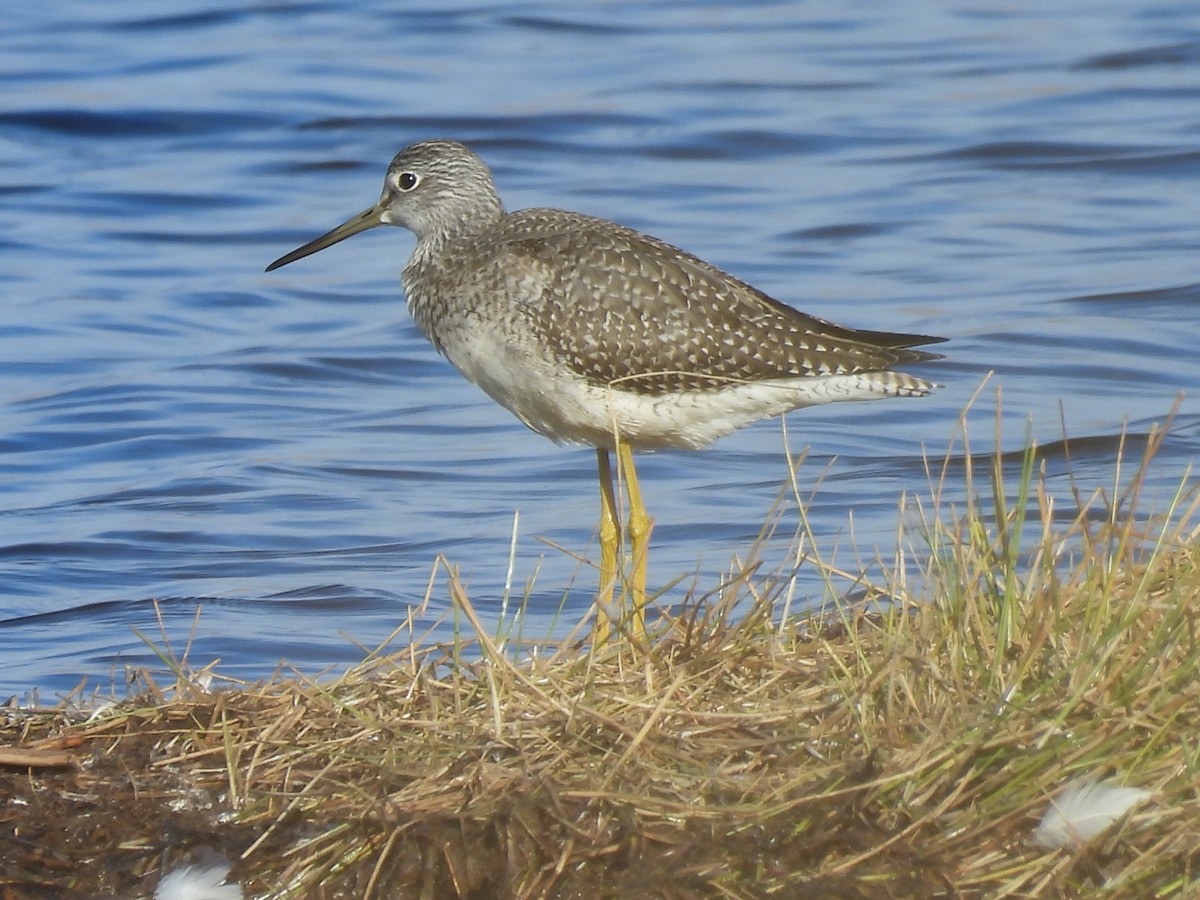 Greater Yellowlegs - ML643805279