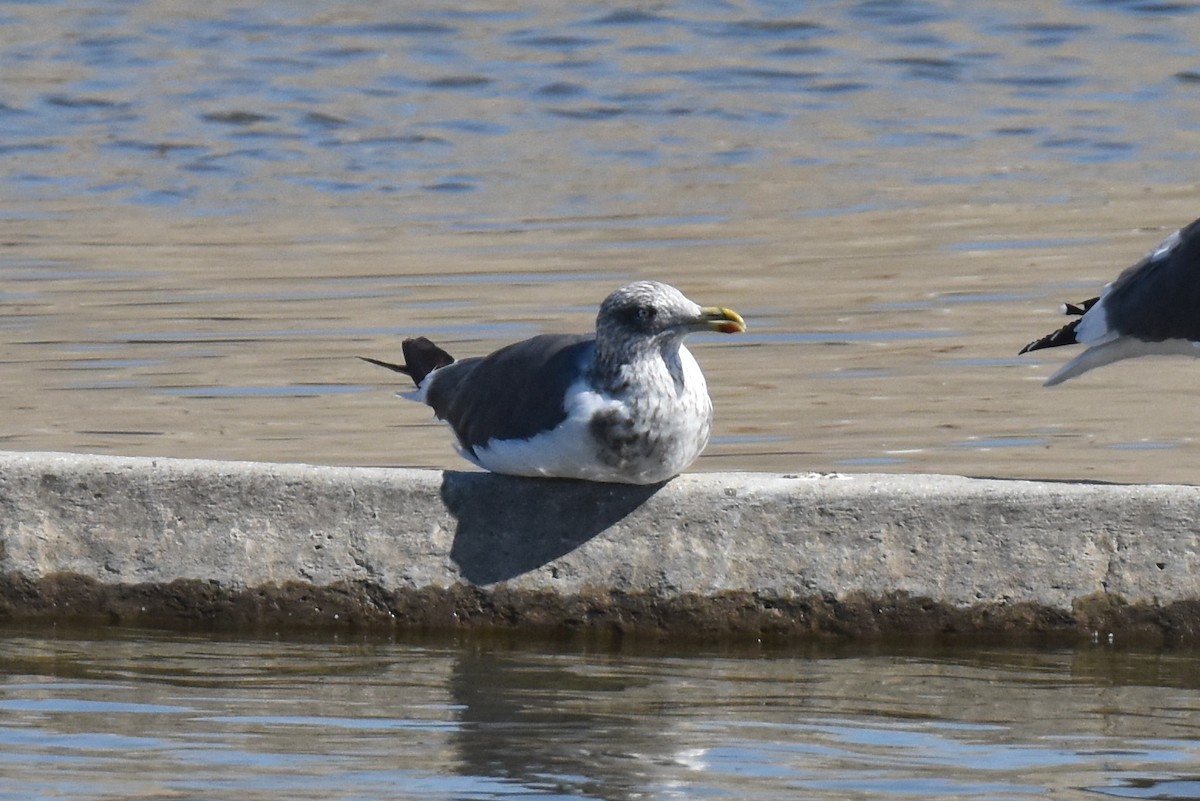 Lesser Black-backed Gull - ML643805281