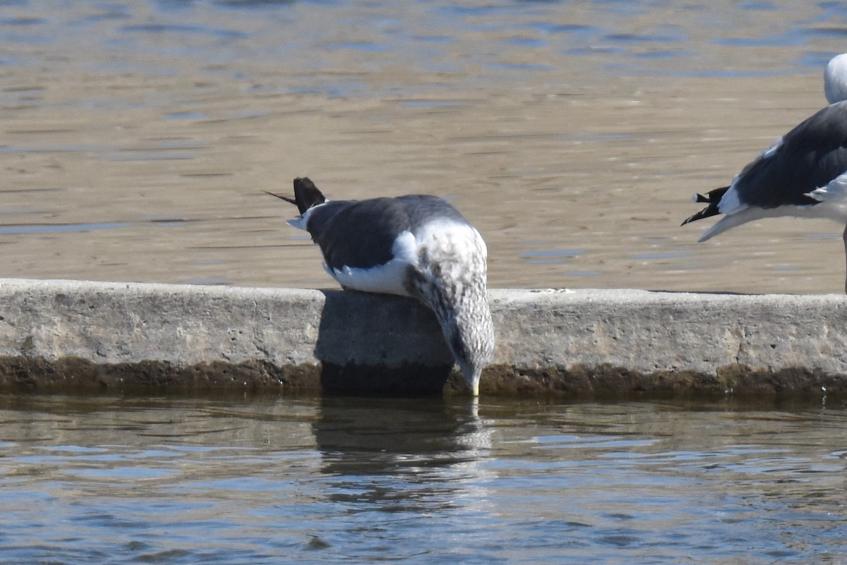 Lesser Black-backed Gull - ML643805282