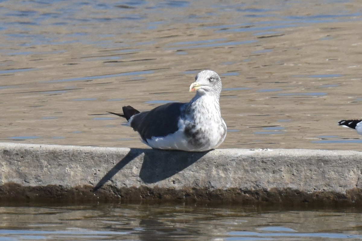 Lesser Black-backed Gull - ML643805283