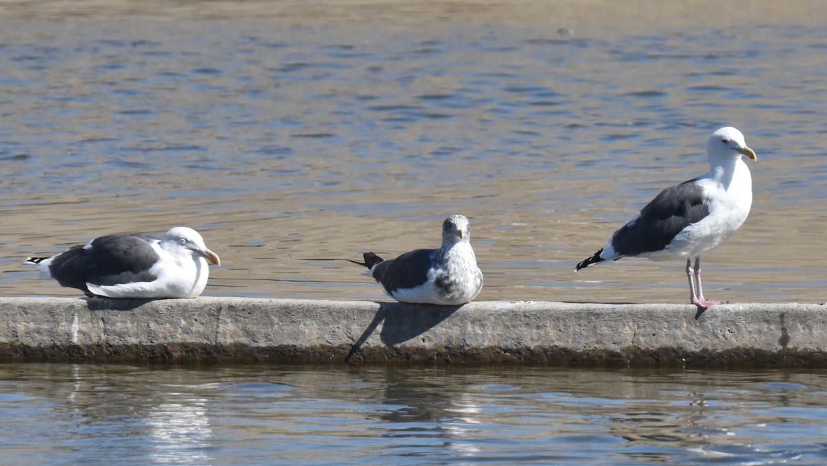 Lesser Black-backed Gull - ML643805287