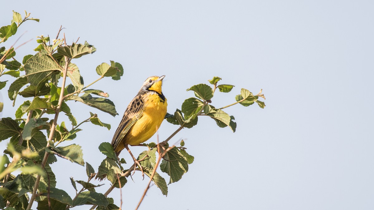 gulstrupepiplerke - ML643805290