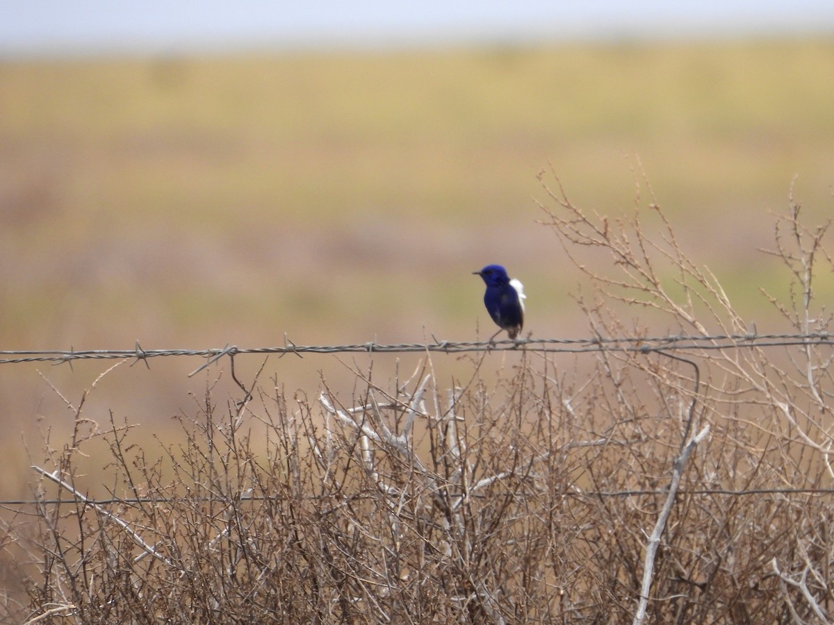 White-winged Fairywren - ML643805291