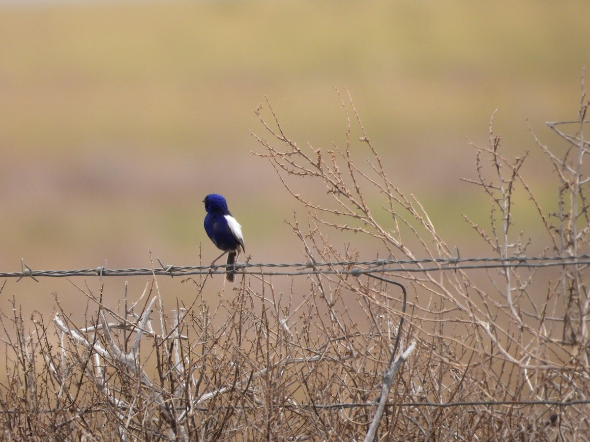White-winged Fairywren - ML643805292