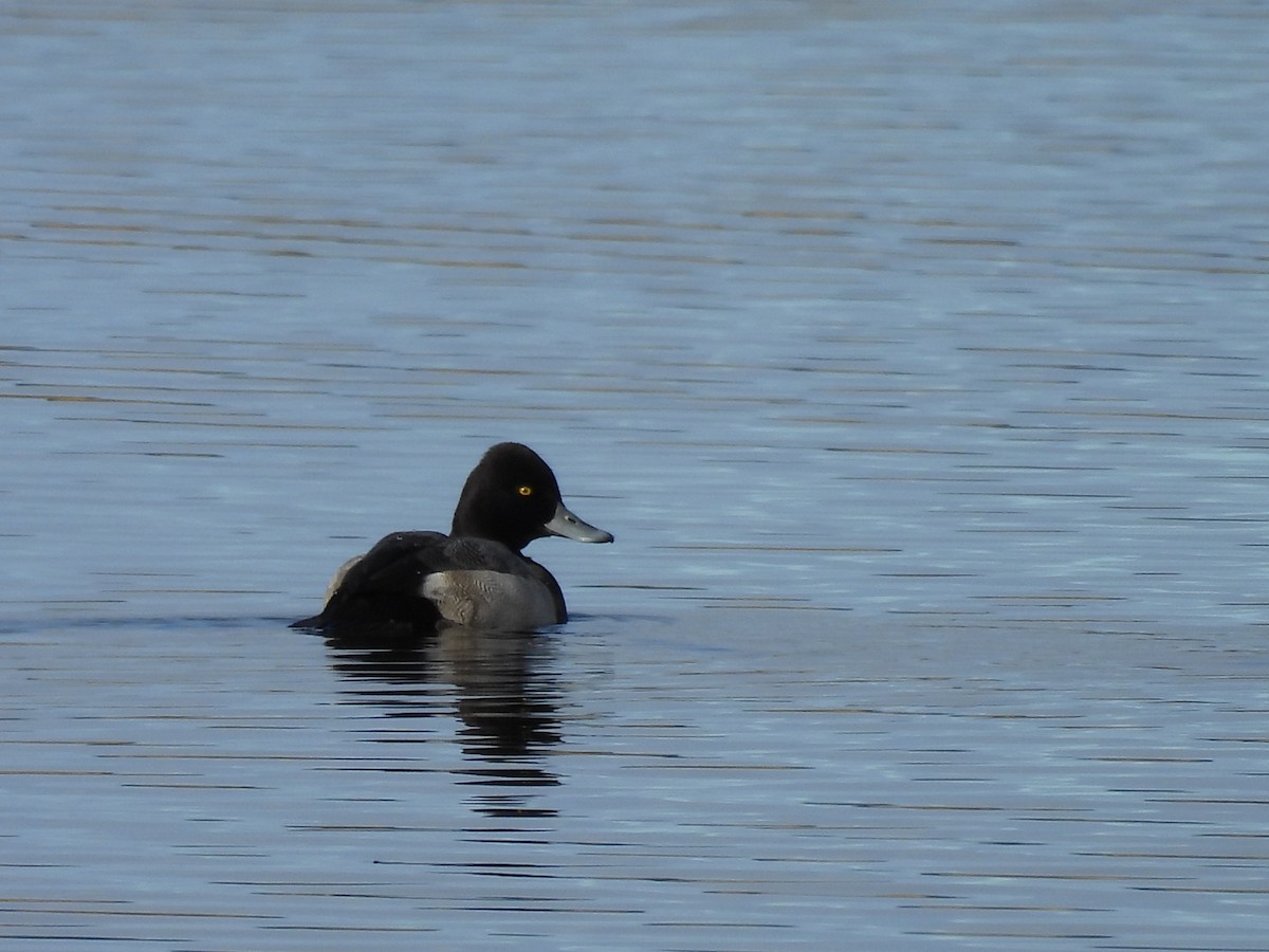 Lesser Scaup - ML643805294