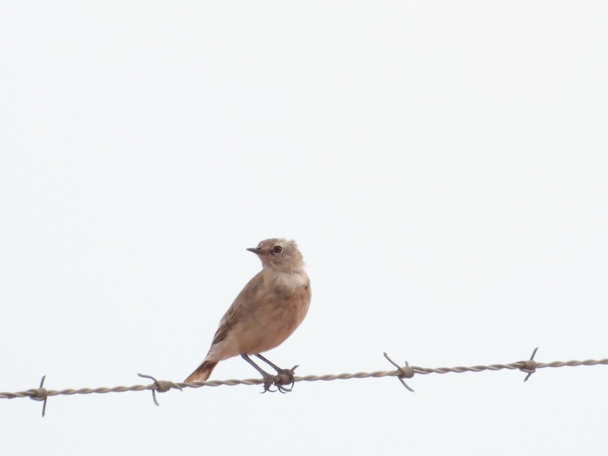 White-fronted Chat - ML643805307