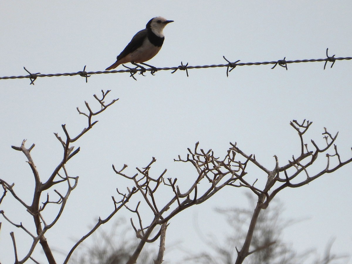 White-fronted Chat - ML643805308