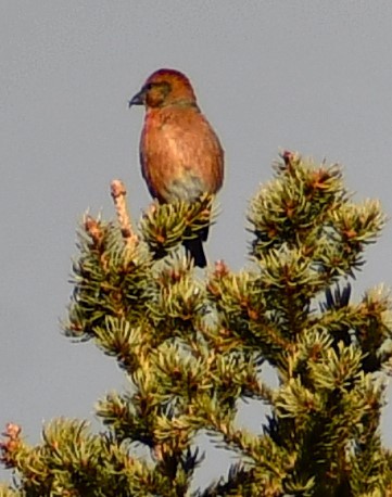 Red Crossbill - ML643805325