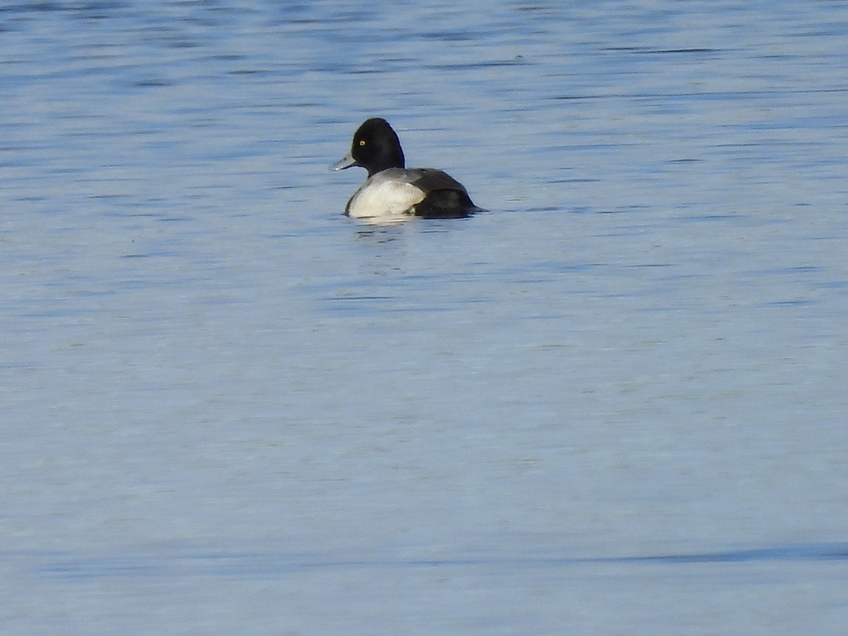 Lesser Scaup - ML643805326