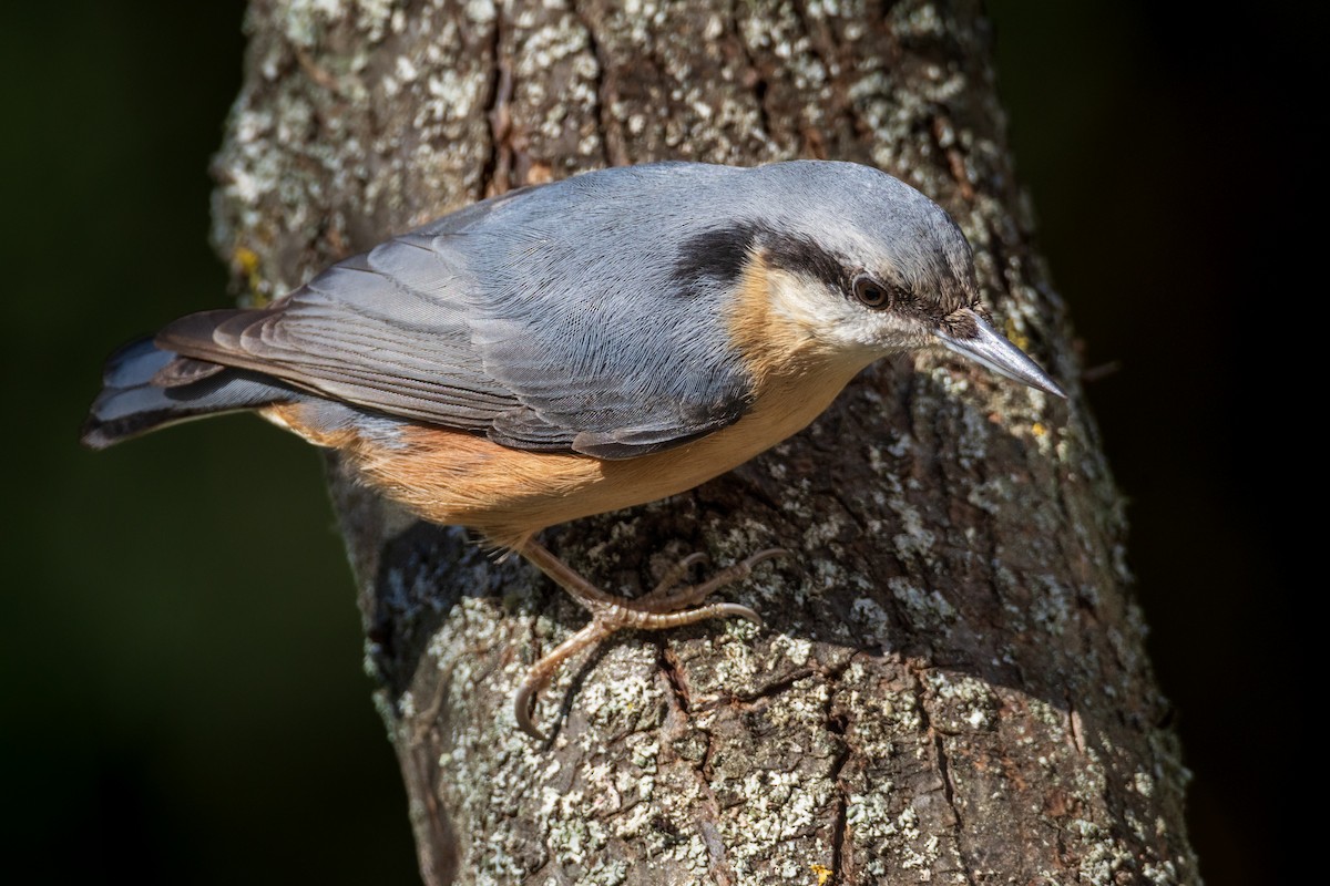 Eurasian Nuthatch - ML643805331