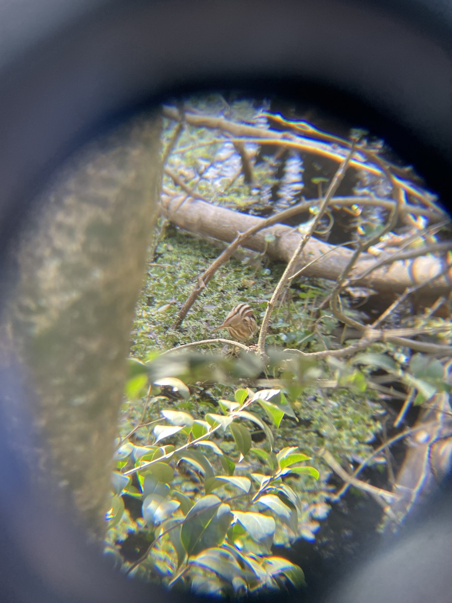 Stripe-backed Bittern - ML643805335