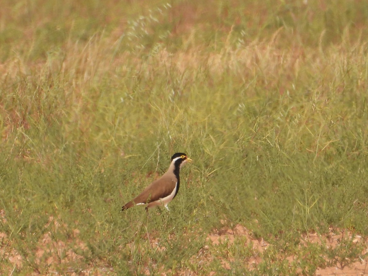 Banded Lapwing - ML643805336