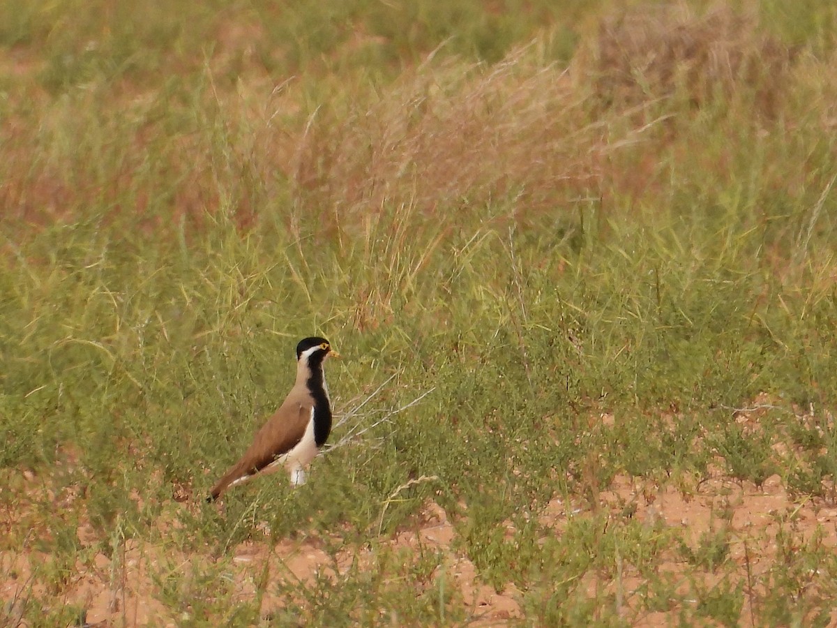 Banded Lapwing - ML643805337
